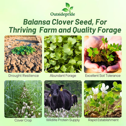 Outsidepride Fixation Balansa Clover Seeds for Lawn - 5 lbs. Coated & Inoculated, Cold Season, Drought Tolerant Cover Crop Seeds, Ideal for Erosion Control, Pasture, & Pollinator-Friendly Garden