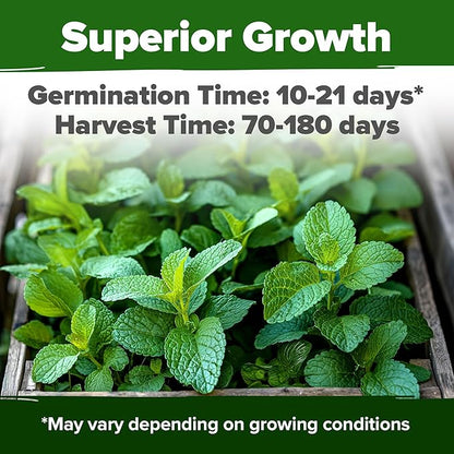 HOME GROWN 𝗨𝗦𝗔 𝗣𝗥𝗘𝗠𝗜𝗨𝗠 Lemon Balm Seed Pack - 403 Non-GMO USA Heirloom Herbal Tea Seeds - Bulk Lemon Balm Seeds for Planting Gardens Indoors or Outdoors - Herb Seeds (Melissa officinalis)