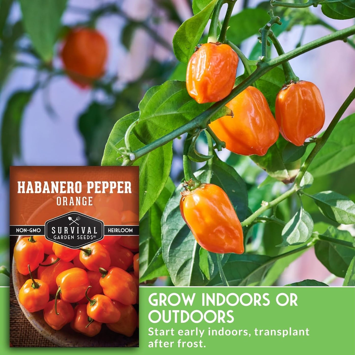 Orange Habanero Pepper Seeds for Planting | Extremely Hot Fruity Chili for Planting | Heirloom Non-GMO Variety for Sauce or Drying by Survival Garden Seeds (1 Pack)