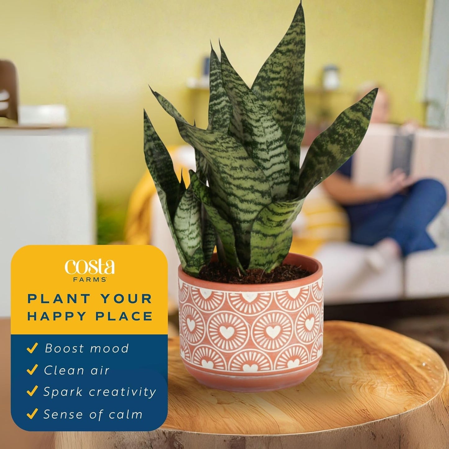 Costa Farms Snake Plant, Small Live Plant in Decorative Pot, Easy to Maintain, Air Purifying Succulent Indoor Houseplant, Assorted Variety, Home, Room, or Office Décor, 8-12 Inches Tall