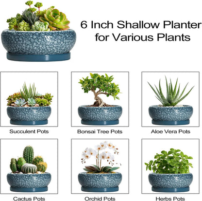 Succulent Pots 6 Inch - Ceramic Bonsai Pots with Drainage Hole and Saucer, Shallow Planters for Indoor Outdoor, Small Bonsai Pot, Round Planter Bowl, Porch Room Decor, Plant Lover Gift, Blue