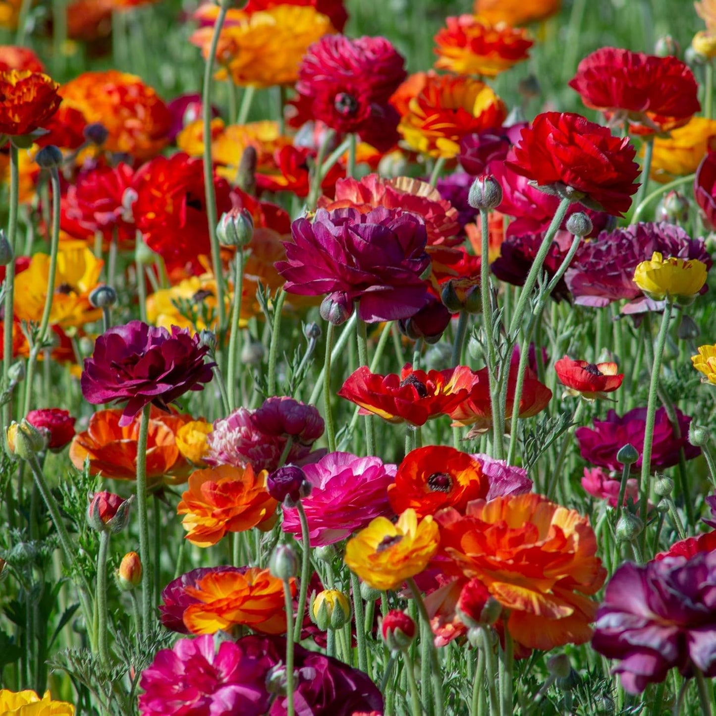 Ranunculus Bulbs - Passion Mix - 40 Bulbs - Mixed Flower Bulbs, Corm Attracts Bees, Attracts Pollinators, Easy to Maintain & Grow, Fragrant, Container Garden