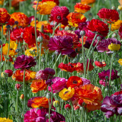 Ranunculus Bulbs - Passion Mix - 40 Bulbs - Mixed Flower Bulbs, Corm Attracts Bees, Attracts Pollinators, Easy to Maintain & Grow, Fragrant, Container Garden