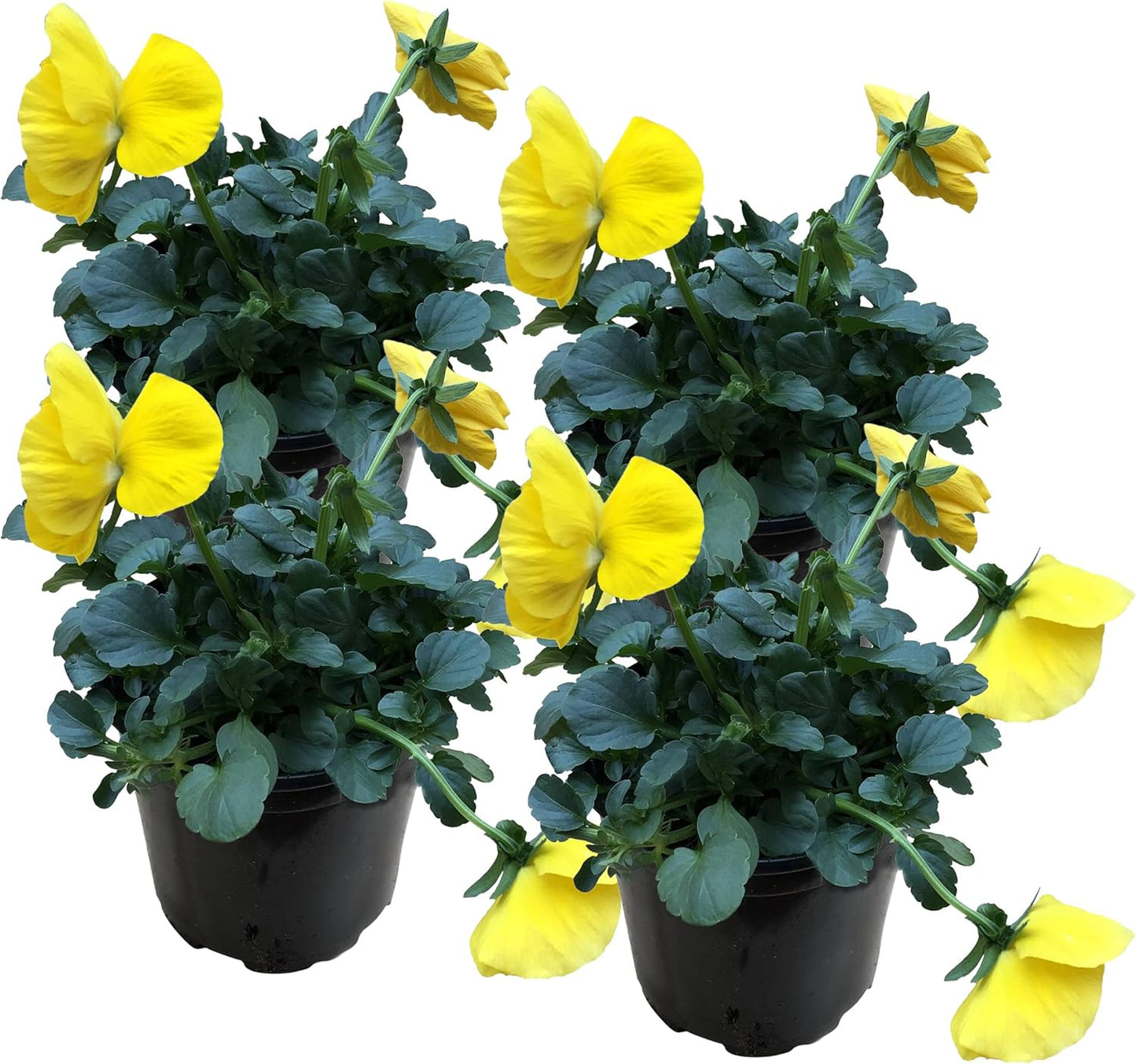 Live Healthy Flowering Pansies - Yellow (4 Plants Per Pack), Beautiful Winter Color, 6" Tall by 4" Wide in 1 Pint Square Pot