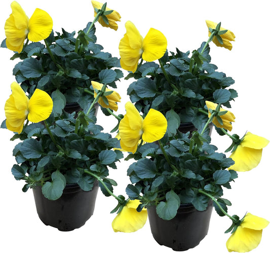 Live Healthy Flowering Pansies - Yellow (4 Plants Per Pack), Beautiful Winter Color, 6" Tall by 4" Wide in 1 Pint Square Pot