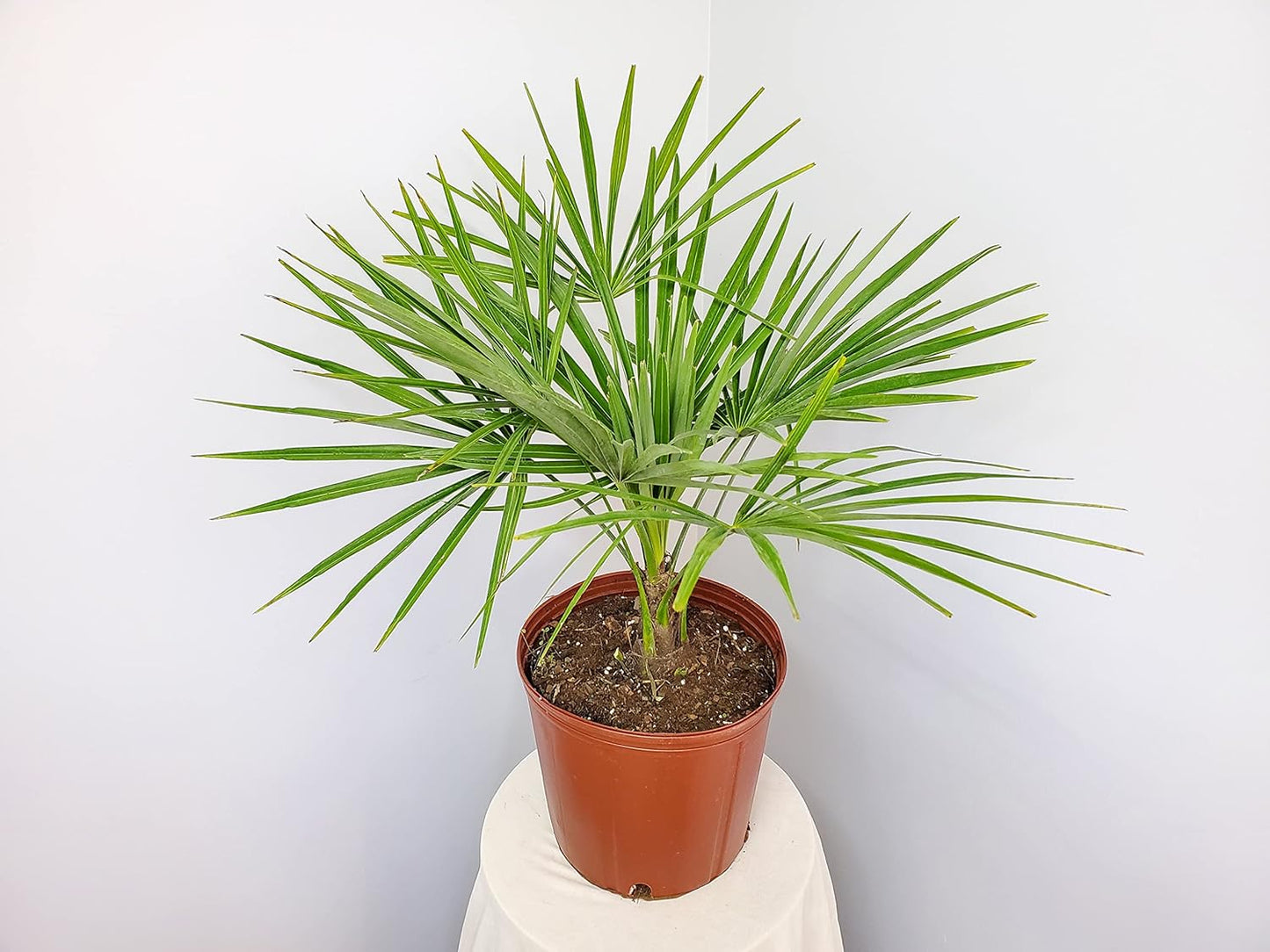 Windmill Palm Tree - Live Plant - Overall Height 26" to 32"' - Tropical Plants of Florida (Plant Only)