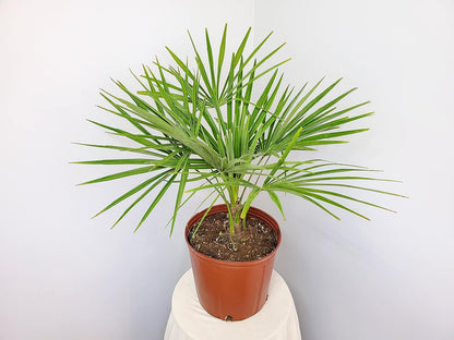 Windmill Palm Tree - Live Plant - Overall Height 26" to 32"' - Tropical Plants of Florida (Plant Only)