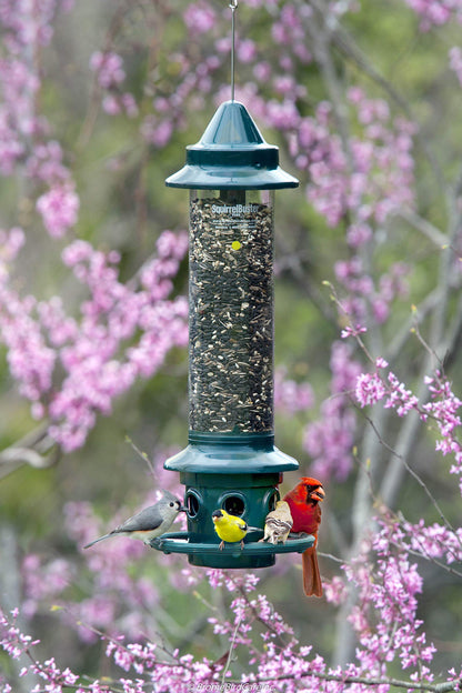 Squirrel Buster Plus Squirrel-proof Bird Feeder w/Cardinal Ring and 6 Feeding Ports, 5.1-pound Seed