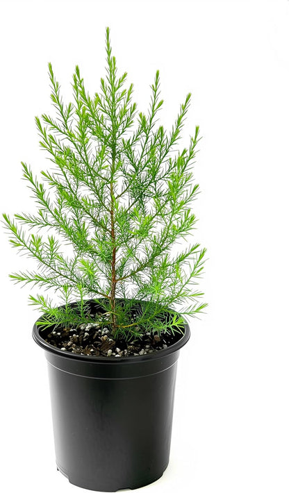 Southern Red Cedar | 3 Live Gallon Size Pots | Juniperus Virginiana Silicicola | Evergreen Privacy Trees | Native Landscape Plants