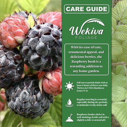 Nantahala Raspberry Bush - 4 Live Plants in 3 Inch Growers Pots - Rubus Linnaeus - Edible Fruit Bearing Bramble Shrub for The Patio and Garden