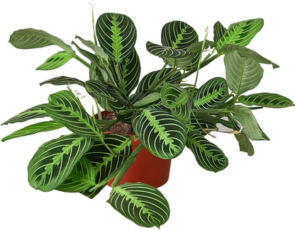 Maranta 'Lemon Lime' Live Plant for Indoor | Different Houseplants in 4'' & 6'' Pot | Real House Plant for Living Room, Office, Desk & Bathroom | Prayer Plant