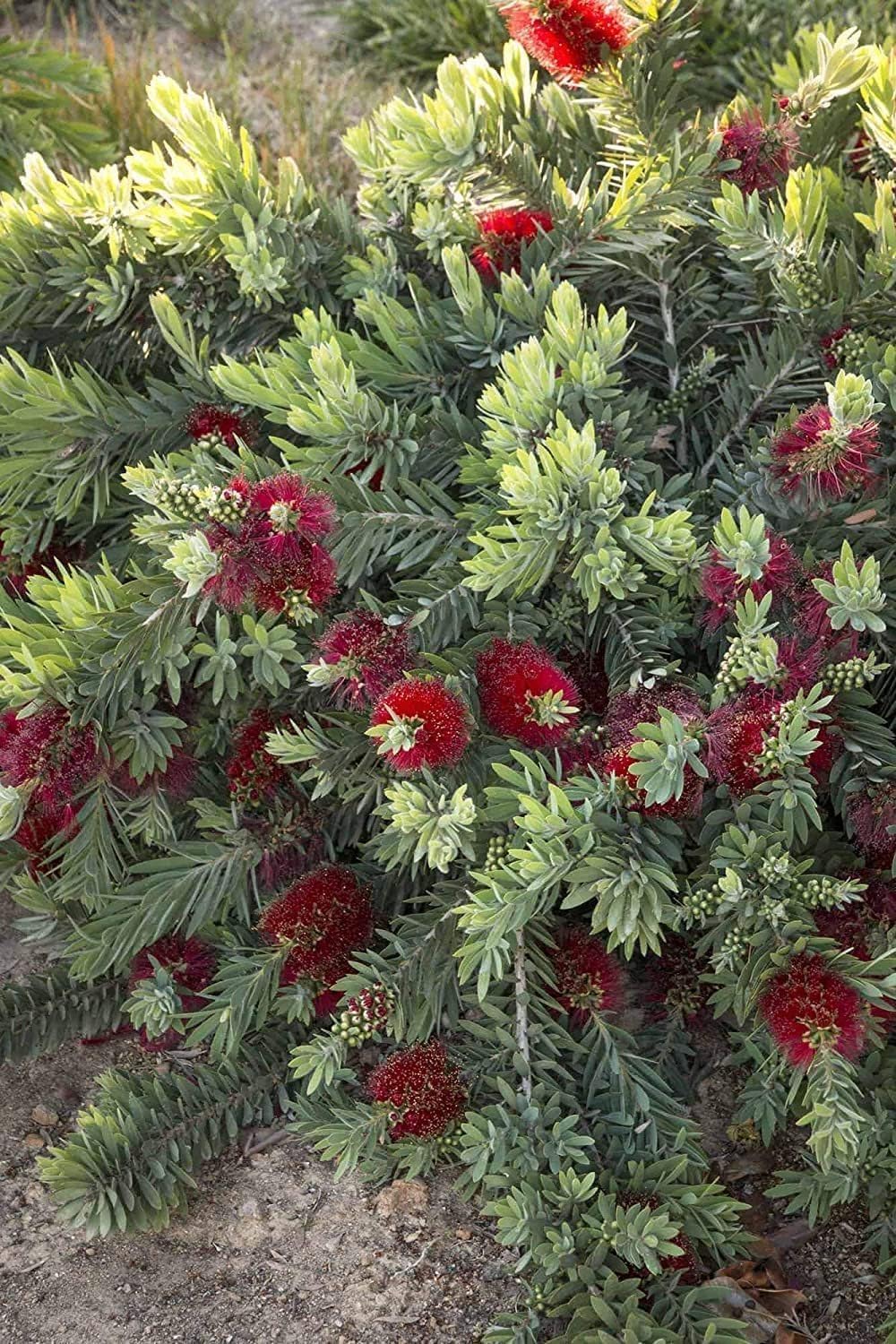 Little John Dwarf Bottlebrush | 30 Live Plants | Callistemon | Compact Blooming Shrub | Attracts Hummingbirds and Butterflies