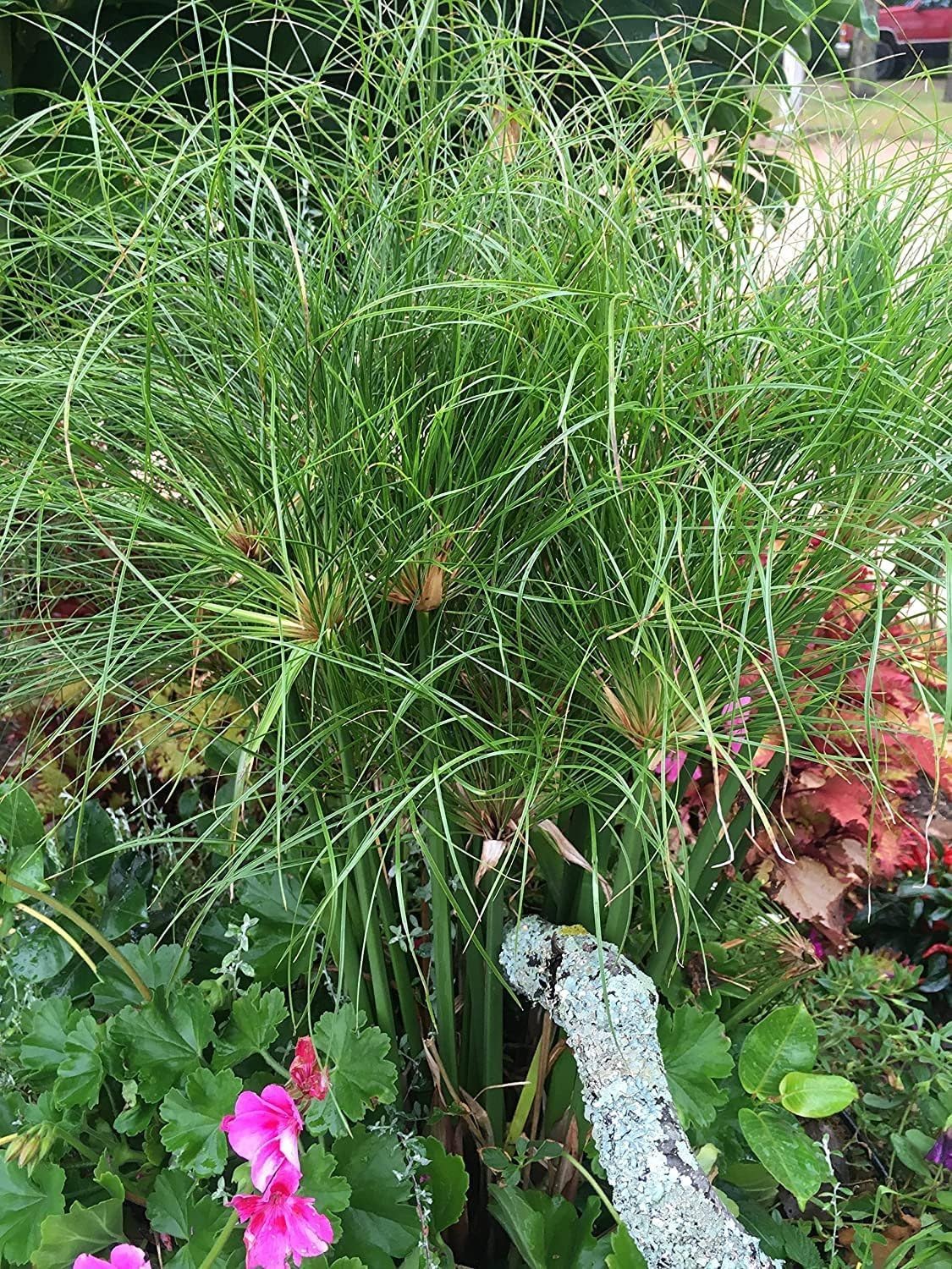 Nile Queen Papyrus | 10 Live Plants | Cyperus Shade & Wet Tolerant Aquatic Foliage