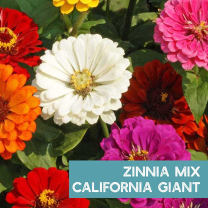 Zinnia Flower ~ 3000 Seeds California Giant Mix & Lilliput Semi-Dwarf Mix – Heirloom, Non-GMO Annuals – Colorful Blooms for Pollinators & Cut Flowers – Easy to Grow, Heat & Drought Tolerant