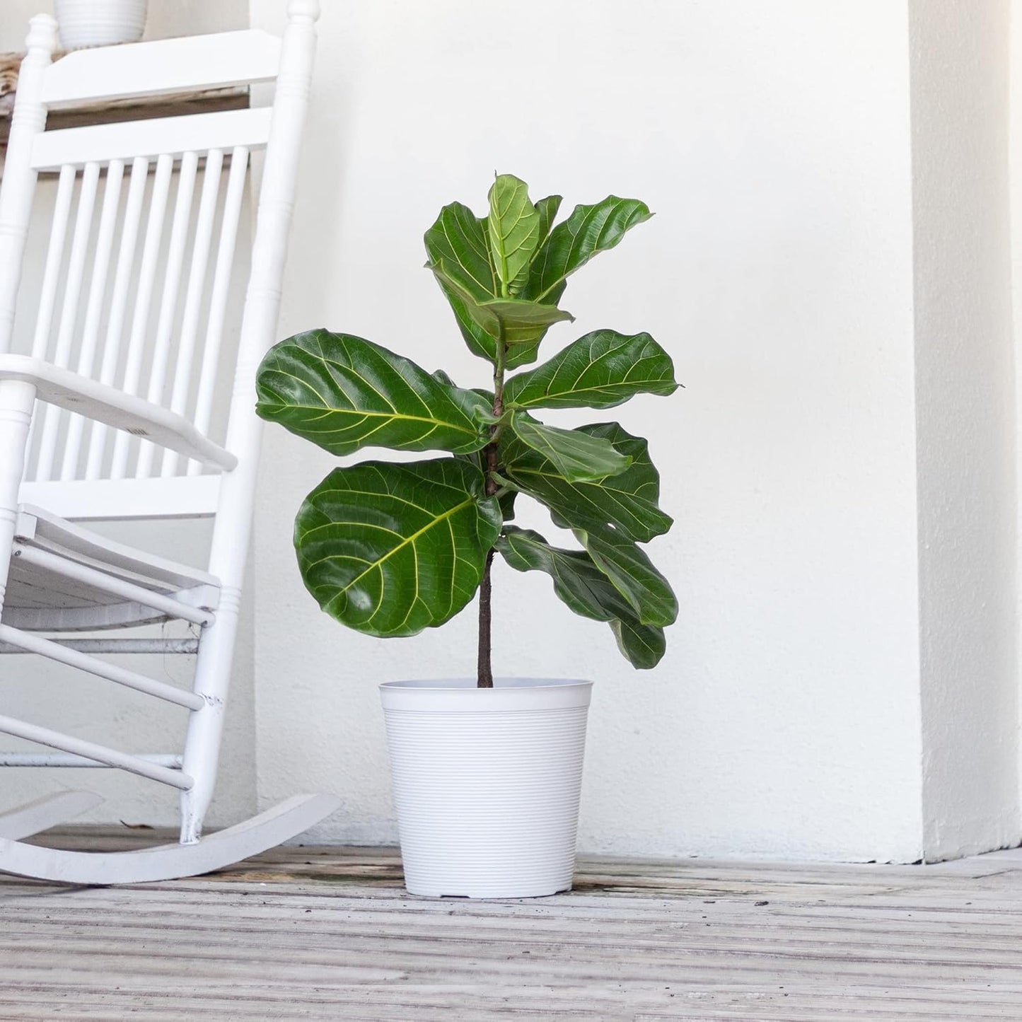 United Nursery Fiddle Leaf Fig – Ficus Lyrata Standard Tree in 10” Grower Pot – 24–34 Inches Tall – Upright Indoor Plant with Large Green Leaves – Easy-Care Tropical Houseplant for Home or Office