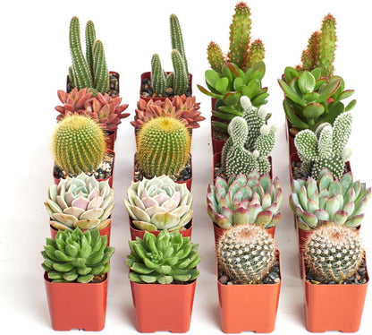 Shop Succulents Premium Live Mini Cactus and Succulent Plants in 2" Pots, Easy Care Indoor or Outdoor Gardening, Terrariums, Favors, & Contemporary Spaces with Hardy, Resilient Varieties, Pack of 32