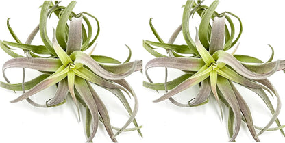 ragnaroc Air Plants - Tillandsia Cacticola, Jumbo 6-9" - 2ct - Live Arrival Guaranteed - House Plants for Home Decor & Gift