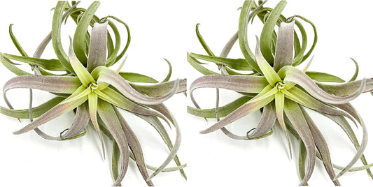 ragnaroc Air Plants - Tillandsia Cacticola, Jumbo 6-9" - 2ct - Live Arrival Guaranteed - House Plants for Home Decor & Gift