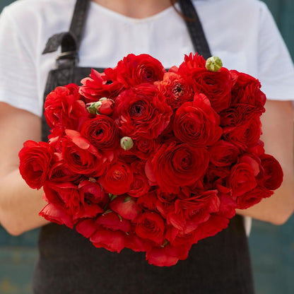 Ranunculus Bulbs - Red - 40 Bulbs - Red Flower Bulbs, Corm Attracts Bees, Attracts Pollinators, Easy to Maintain & Grow, Fragrant, Container Garden