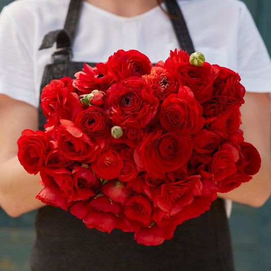 Ranunculus Bulbs - Red - 100 Bulbs - Red Flower Bulbs, Corm Attracts Bees, Attracts Pollinators, Easy to Maintain & Grow, Fragrant, Container Garden