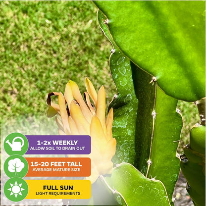 Yellow Dragon Fruit Cactus Live Plant - Selenicereus megalanthus - Wellspring Gardens Starter Plant - Perfect Addition for Home & Garden, Easy to Grow - Ideal for Fruit Plant Enthusiasts