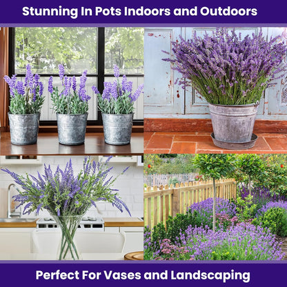 NatureZ Edge 7500 English Lavender Seeds for Planting Outdoors or Indoors, 90% Germination, to Give You The Lavender Plant You Need, Non-GMO, Heirloom Herb Seeds (5 Pack)