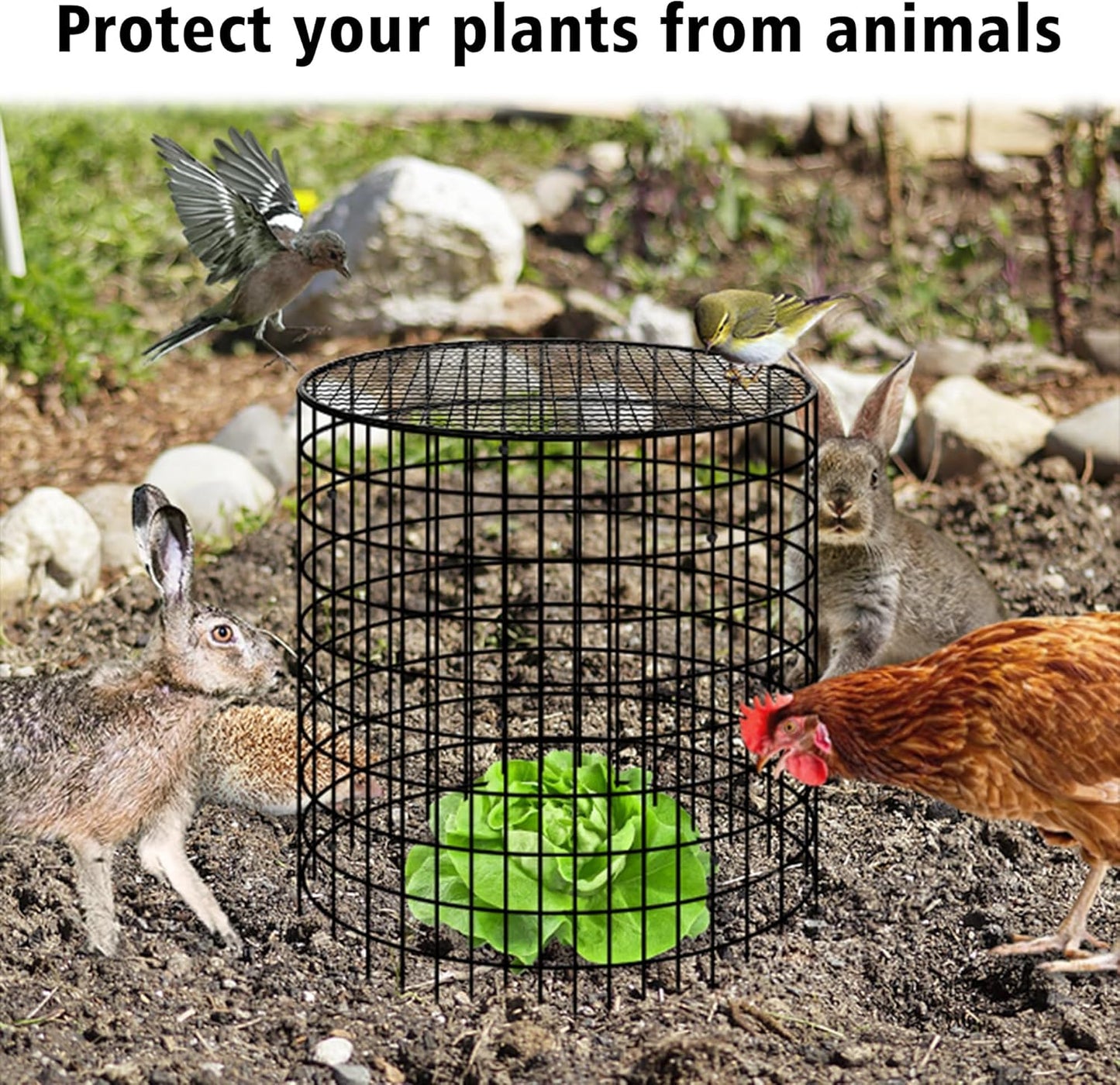 Hi Sasara 5 Sets Wire Plant Protectors Cage with Staples,11.8" Dia x 11.8" H,Plant Protector with Round Lids to Keep Animals Out,Wire Plant Protector Cage for Plants Vegetables Flower