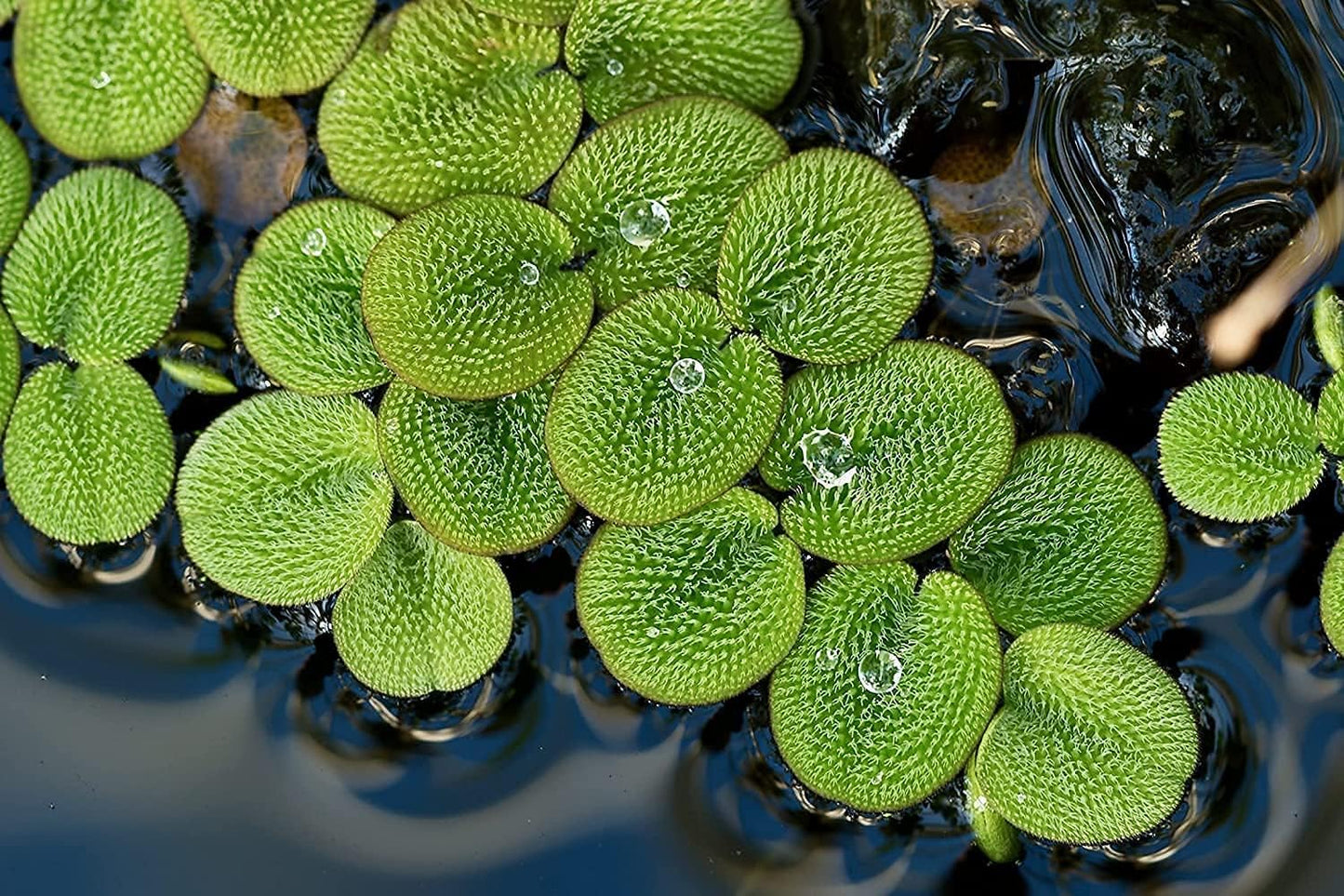 50 Water Spangles (Salvinia Minima) Live Floating Plants for Aquarium or Pond by TMDFishKeeping