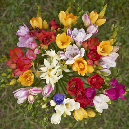 Amazing Deal - 30 Freesia Mixed Perennial Flower Bulbs - Vibrant, Variety Colorful, Fragrant Flower Perfect for Gardens - Easy to Grow - Attracts Butterflies, Bees & Hummingbirds