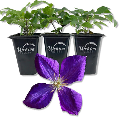 Clematis Jackmanii - 3 Live Starter Plants in 2 Inch Growers Pots - Starter Plants Ready for The Garden - Beautiful Violet Purple Flowering Vine