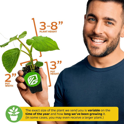 Long Pepper Live Plant - Piper longum by Wellspring Gardens, Fragrant & Flavorful Spice Herb Plant, Easy to Grow Live Pepper Plant, Perfect Aromatic Plant for Indoor or Outdoor Garden