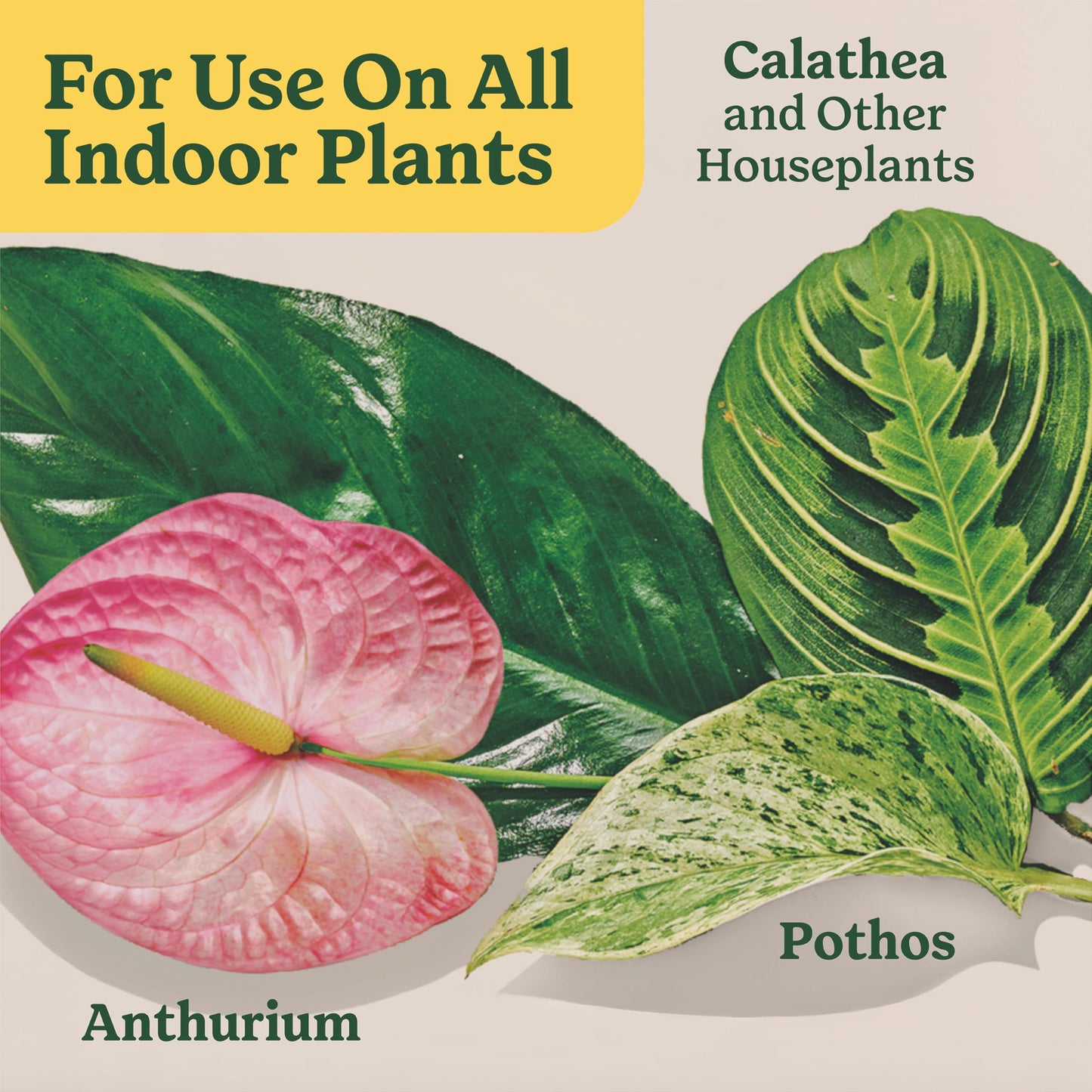 Miracle-Gro Indoor Plant Food for All Plants, 8 fl. oz. (2-Pack)