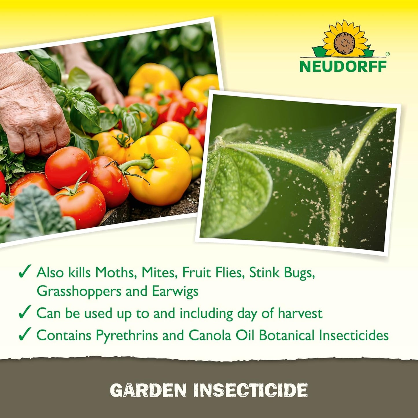 Neudorff Garden Insecticide Spray for Roses and Flowers, Kills Fruit Flies, Fungus Gnats, and 100+ Listed Insects on Contact for Organic Gardening, Contact Insecticide, Ovicide Spray (32 oz)