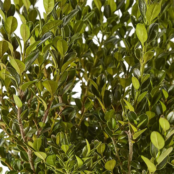 Shrub Wintergreen Boxwood 2.5 Qt, 1 Gallon, Green Foliage