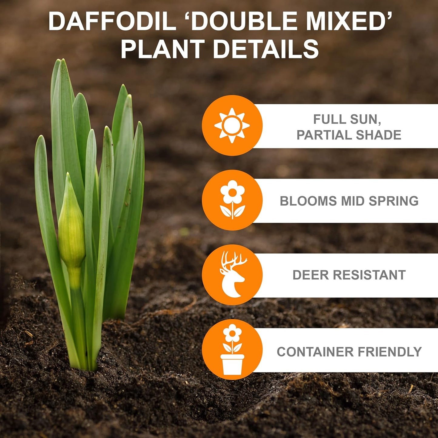 Garden State Bulb Double Mixed Daffodil Flower Bulbs, 14/16cm, Fall Planting (Bag of 100)