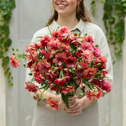 Eden Brothers Butterfly Ranunculus Bulbs - Musa®