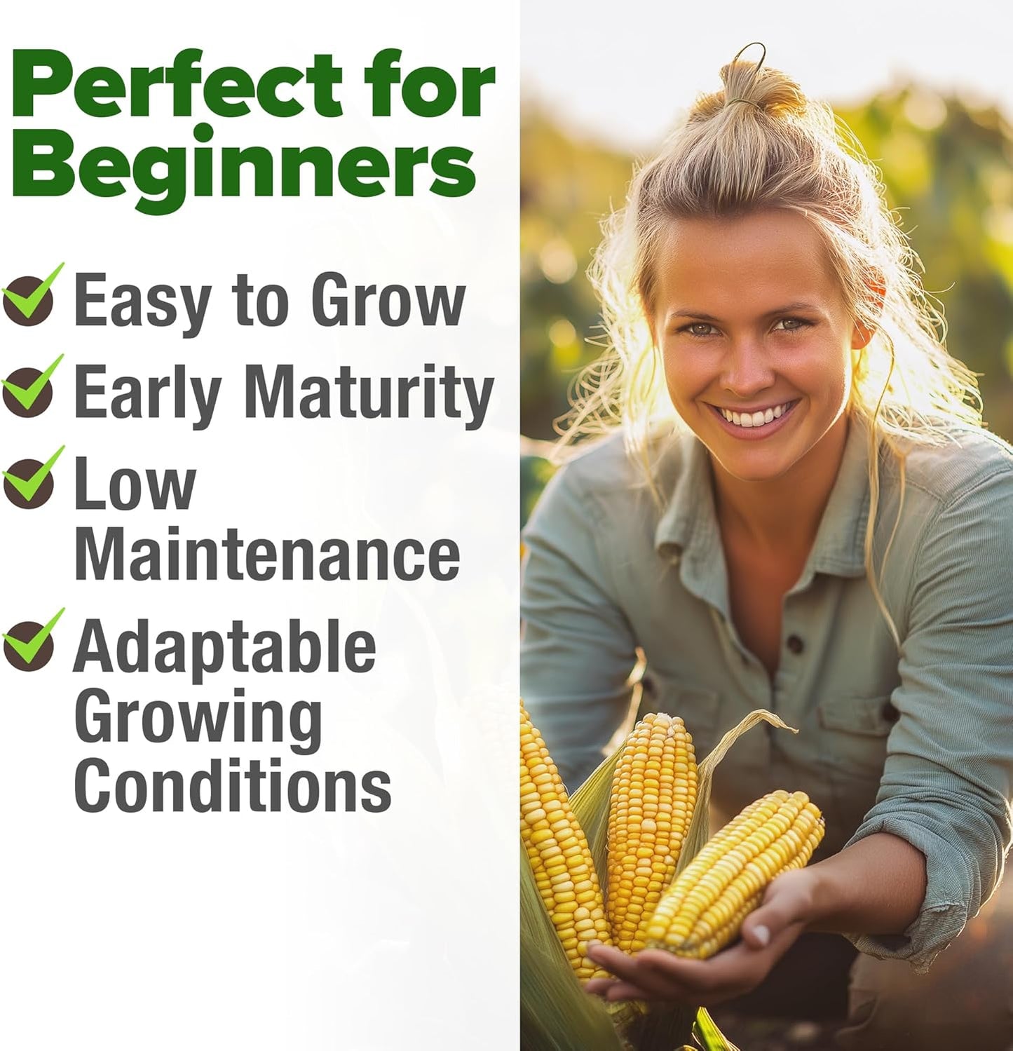 HOME GROWN Golden Bantam Corn 2 Pack – 200 𝗡𝗢𝗡-𝗚𝗠𝗢 𝗨𝗦𝗔 Heirloom Vegetable Seeds – Grow Sweet Corn Outdoors – Easy for Beginners & Great for Home Gardeners –High Germination (Zea mays)