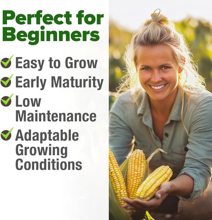 HOME GROWN Golden Bantam Corn 2 Pack – 200 𝗡𝗢𝗡-𝗚𝗠𝗢 𝗨𝗦𝗔 Heirloom Vegetable Seeds – Grow Sweet Corn Outdoors – Easy for Beginners & Great for Home Gardeners –High Germination (Zea mays)