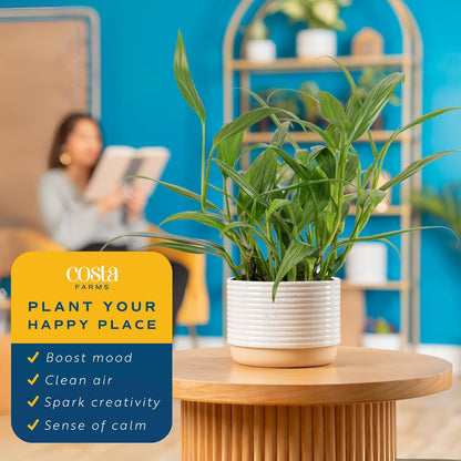 Costa Farms Live Pothos Plant, Indoor Plant Houseplant, Epipremnum Asplisimum, Rare Unique Indoor Trailing House Plant in 6-Inch Self-Watering Plants Pot, Potting Soil, Room and Home Decor