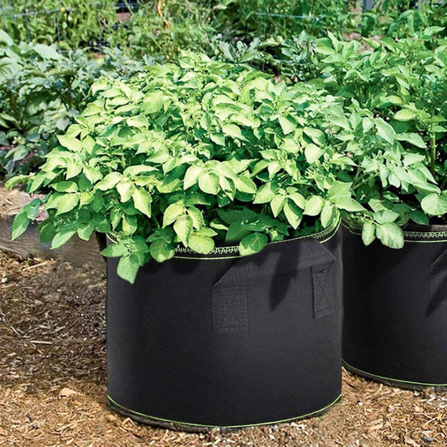 DOITOOL 5 Pack 5 Gallon Plant Grow Bags, Nonwoven Plant Fabric Pots with Handles, Vegetable/Flower/Plant Grow Bags for Nursery Garden Planting