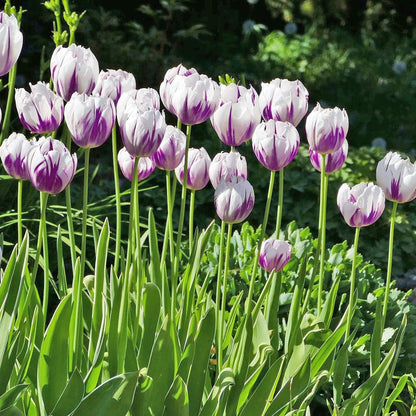 Blueberry Swirl Tulip Flowers - 40 Bulbs and Bonus Gift - Vibrant Purple & White Perennial Blooms | Dramatic Spring Tulips for Garden & Cut Flowers | Pollinator Friendly | USDA Zones 3–8