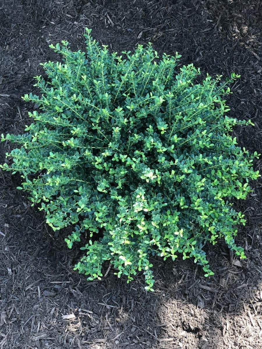 Helleri Holly Shrub | 3 Live Plants I Ilex Cornutal | Compact Evergreen Ideal for Low Borders, Formal Gardens and Ornamental Plantings, Dense, Small Leaves for Refined Look