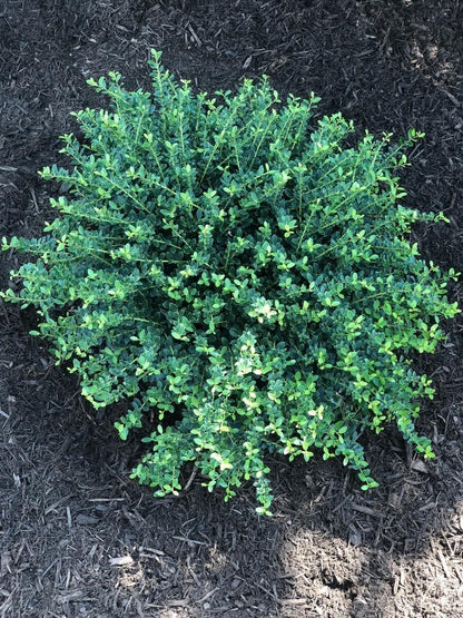 Helleri Holly Shrub | 20 Live Plants I Ilex Cornutal | Compact Evergreen Ideal for Low Borders, Formal Gardens and Ornamental Plantings, Dense, Small Leaves for Refined Look