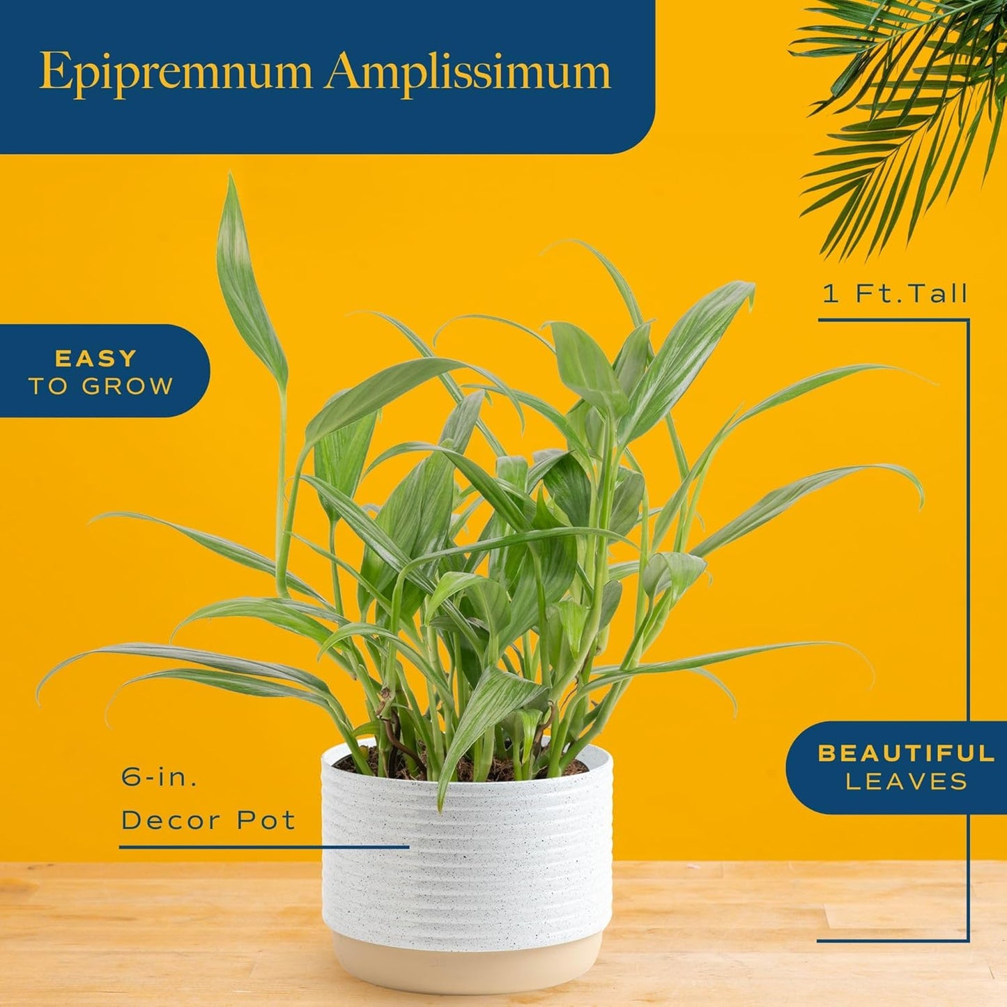 Costa Farms Live Pothos Plant, Indoor Plant Houseplant, Epipremnum Asplisimum, Rare Unique Indoor Trailing House Plant in 6-Inch Self-Watering Plants Pot, Potting Soil, Room and Home Decor