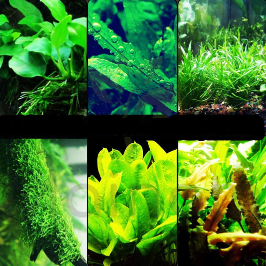 30+ Stems Package Starter Beginner Set Live Aquarium Plants Java Moss, Micro Sword, Rosette Amazon
