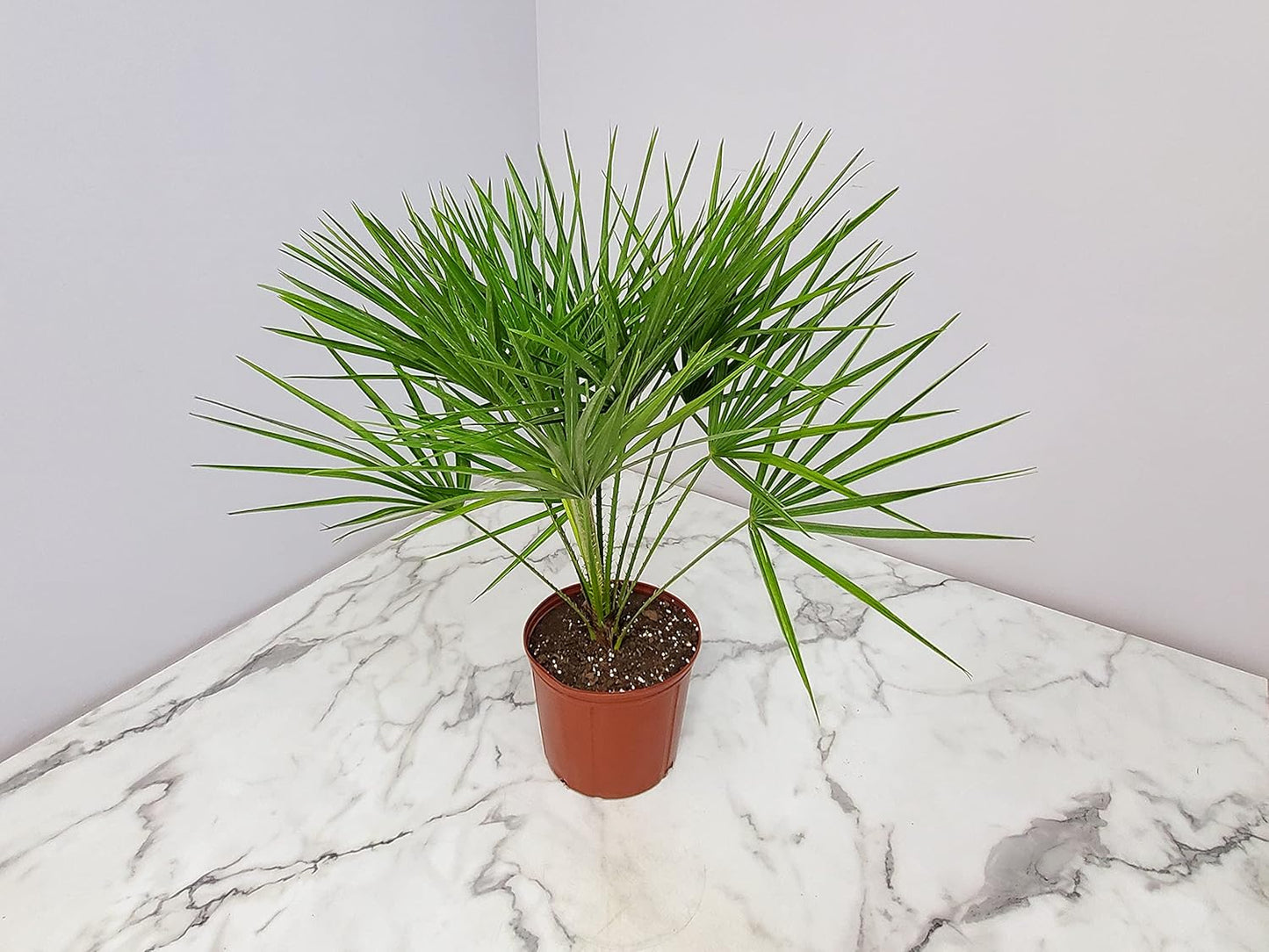European Fan Palm - Tropical Plants of Florida - Live Palm Tree Plant - Overall Height 30" to 36" (Plant Only)