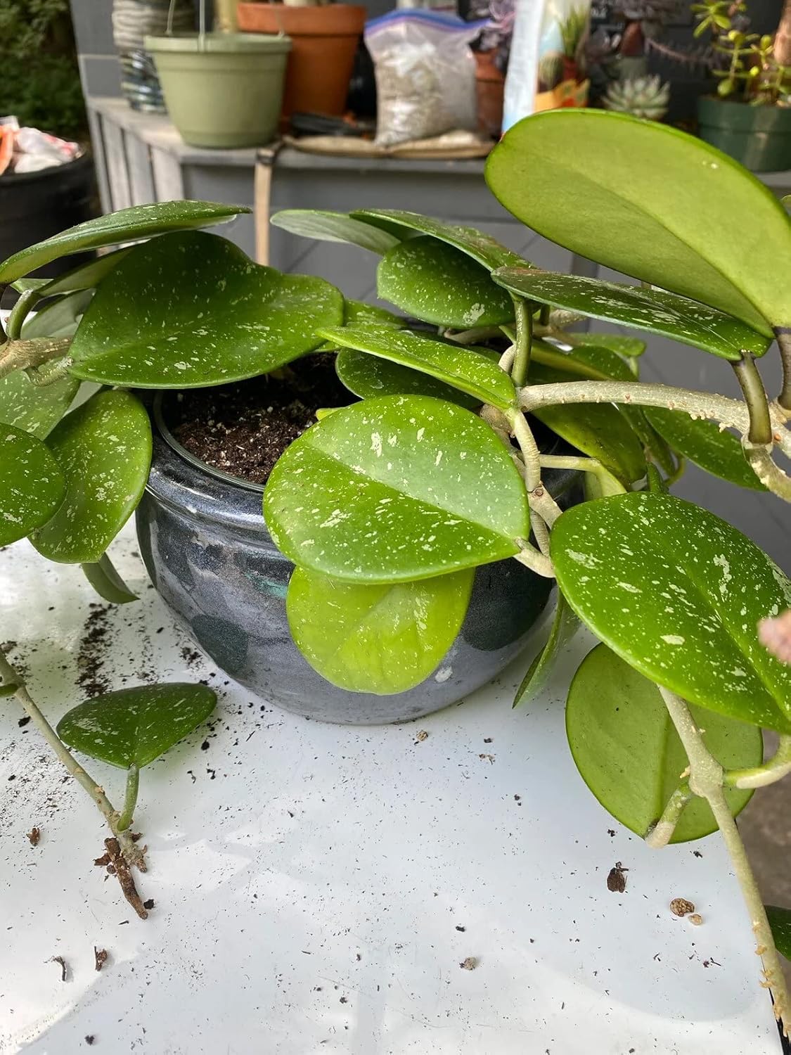 Gardenera Hoya Plant Premium Potting Mix - 20 Quart - Optimal Balance for Thriving Hoyas: Air, Moisture, and Nutrient Retention