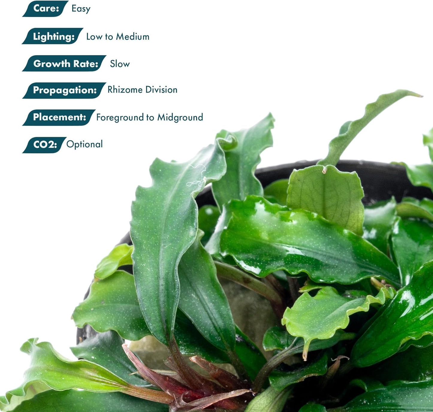 SubstrateSource Live Plants - Bucephalandra Theia - Low Light, Green, Red, Purple Accent for Foreground to Midground Freshwater Aquarium Aquascaping - Pot