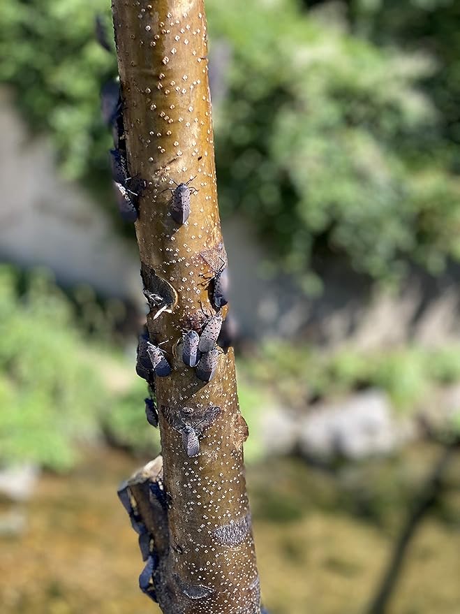 Spotted Lanternfly Tree Trap, Catch Lanternfly Without Catching Other Wildlife, Natural and Non Toxic - Made in USA