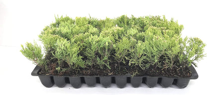 Sea Green Juniper - 20 Live Plants - Juniperus Chinensis - Hardy Evergreen Privacy Screen